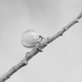 Abricotier 04