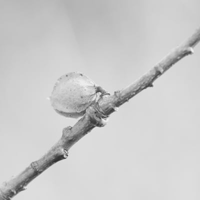 Abricotier 04